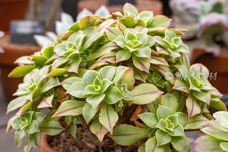 英国伦敦的Aeonium Leucoblepharum